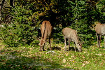 Roe family spotted in Tatranska Lomnica, High Tatras Slovakia during a day full of tourists in urban area