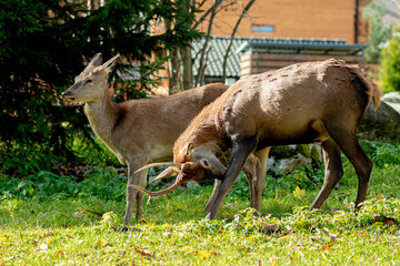 Roe family spotted in Tatranska Lomnica, High Tatras Slovakia during a day full of tourists in urban area