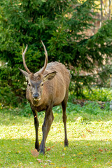 Roe family spotted in Tatranska Lomnica, High Tatras Slovakia during a day full of tourists in urban area