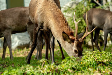 Roe family spotted in Tatranska Lomnica, High Tatras Slovakia during a day full of tourists in urban area
