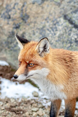 Fox spotted in Skalnate Pleso, High Tatras Slovakia during a day full of tourists