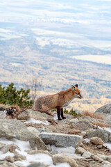Fox spotted in Skalnate Pleso, High Tatras Slovakia during a day full of tourists