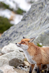 Fox spotted in Skalnate Pleso, High Tatras Slovakia during a day full of tourists