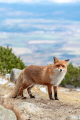 Fox spotted in Skalnate Pleso, High Tatras Slovakia during a day full of tourists
