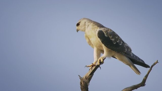 Black-winged Kite or Black-shouldered Kite, Elanus caeruleus, small diurnal bird of prey in the family Accipitridae, long-winged grey or white raptor, black shoulder patches, wing tips and eye stripe.