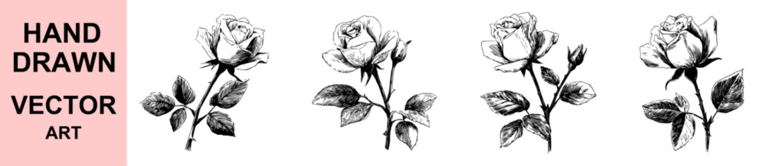 Elegant hand drawn rose flower vector illustration with detailed petals and leaves, vintage botanical sketch style perfect for floral design, tattoo art, and romantic decorations.