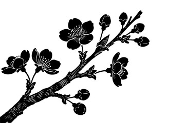 Stylized cherry blossom branch with flowers and buds in black ink silhouette on white background, concept of nature and spring beauty