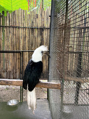 A white-headed hornbill perches on a tree branch. An endangered exotic bird species.