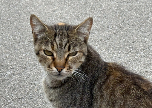 Close-up portrait of a tabby cat with intense gaze on city pavement. Urban wildlife, feline expression, and natural outdoor texture. - Powered by Adobe