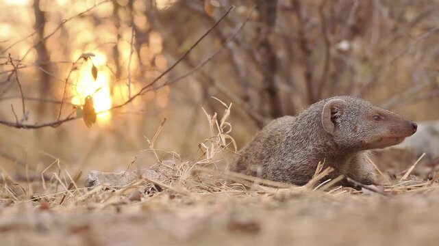 Zebra Banded mongoose Mungos mungo big family troop play, feed and love in Namibia, native from Sahel to Southern Africa in savannas, open forests and grasslands and feeds on beetles and millipedes. 
