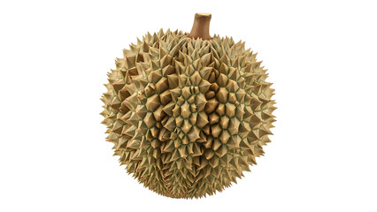 Whole ripe tropical durian fruit with its spiky husk, isolated and ready to eat on a transparent background