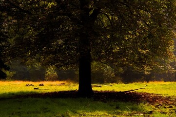 Big tree in nature during autumn