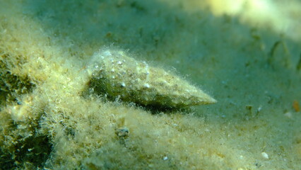 Common cerith or European cerith (Cerithium vulgatum) shell with a hermit crab undersea, Aegean Sea, Greece, Halkidiki, Pirgos beach