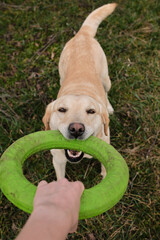 Labrador dog playing tug-of-war with a person using a green ring toy on a grassy field. First person view. Pet care concept