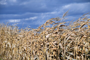 Ripe Cornfield before Harvest under Blue Cloudy Sky