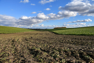 Harvesting Sugar Beet in Autumn under Blue Sky.