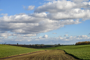 Harvesting Sugar Beet in Autumn under Blue Sky.