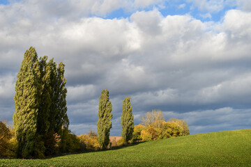 Autumn Landscape with Tall Trees and Green Sugar Beet Field under Cloudy Sky