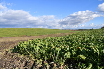 Wide Angle Vew of Sugar Beet Field During Harvest under Blue Sky