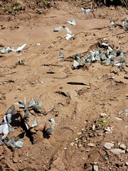 Field of scattered butterflies with dying insects symbolizes fragile beauty, ecological vulnerability, and the delicate balance of nature's lifecycle