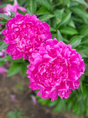 Obraz premium Close-up of vibrant magenta peonies in full bloom symbolizes nature's lush beauty and the fleeting perfection of floral abundance.
