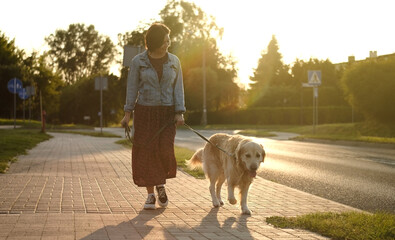 Female Dog Owner Walks Adorable Golden Retriever At Sunset On A Street During Daily Routine