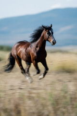 Fototapeta premium Majestic brown horse galloping across an open field, mane flowing in the wind, showcasing speed and grace in a natural outdoor environment