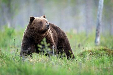 Wild brown bear ( Ursus arctos )