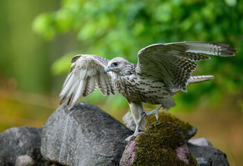 Gyrfalcon bird close up ( Falco rusticolus )
