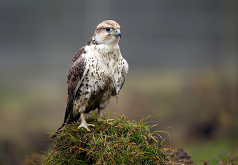 Saker falcon ( falco cherrug ) close up