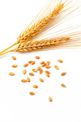 Ripe wheat ears and scattered grains on a white background. Symbol of harvest, nature, and agriculture
