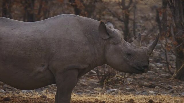 Black Rhinoceros or Hook-lipped Rhinoceros - Diceros bicornis with environment, native to eastern and southern Africa, rhino is coming to the water hole in dark evening.