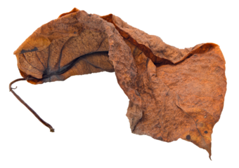 Dry leaf on transparent background