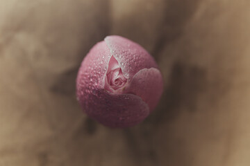Beautiful pink rose with water drops on a beige background