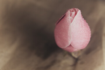 Beautiful pink rose with water drops on a beige background