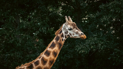 giraffe in the zoo