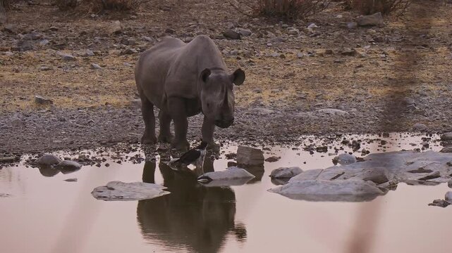 Black Rhinoceros or Hook-lipped Rhinoceros - Diceros bicornis was was startled and flinched by the bird of prey close to the waterhole in dark evening, native to eastern and southern Africa.