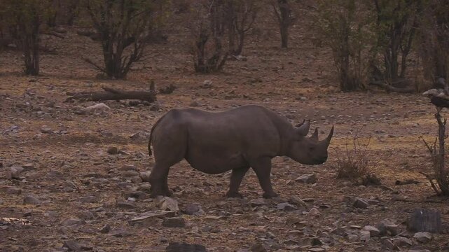 Black Rhinoceros or Hook-lipped Rhinoceros - Diceros bicornis was was startled and flinched by the bird of prey close to the waterhole in dark evening, native to eastern and southern Africa.