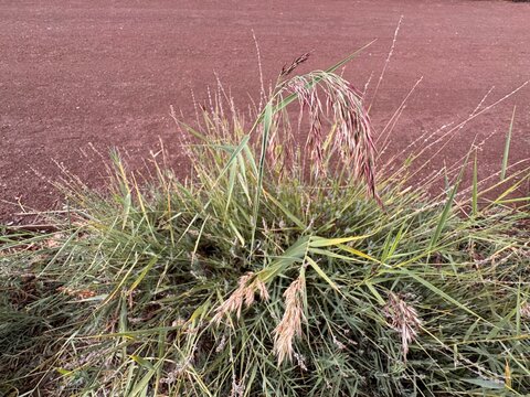 A clump of ornamental grass (Miscanthus sinensis) with tall, arching green leaves and reddish-purple seed heads, growing against a reddish soil background, showcasing its autumn coloration.
