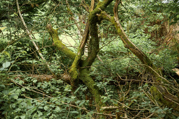 Intertwined mossy trees in dense forest.  Moss on branches and trunks. Complex natural structure.