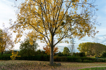 Couleurs d’automne au cœur de Strasbourg