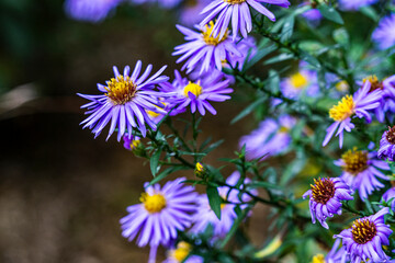 Fleurs violets en automne au parc Orangerie à Strasbourg 