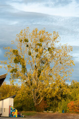 Couleurs d’automne au cœur de Strasbourg