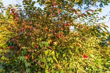 Couleurs d’automne au cœur de Strasbourg