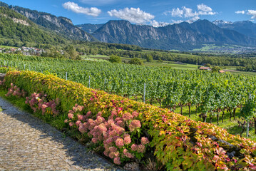 Fototapete bei efototapeten.de bestellen   