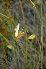 zbliżenie na kwitnący kłos trawy orzesznicy, orzesznica siewna, Lygeum spartum, esparto grass, cord grass, albardine   © kateej