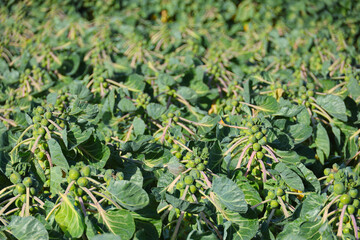 Fields filled with Brussels sprouts to be harvested