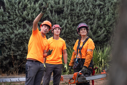 Arborist team planning tree cutting operations, looking up and discussing forestry work safety and teamwork
