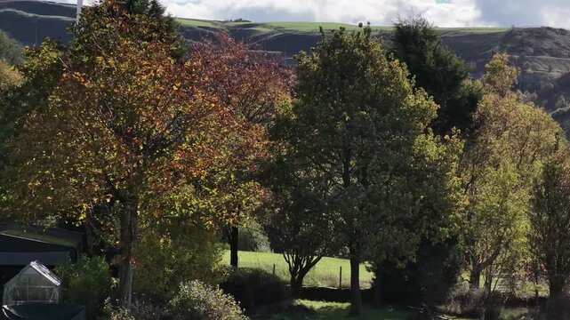 Autumn Trees, Wind Turbines and the M62 Motorway
