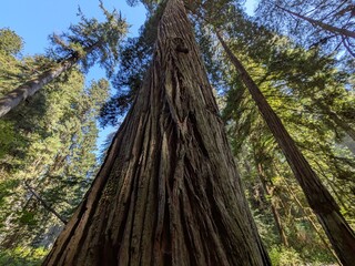 Klamath, CA – September 15, 2025
Upward view of massive redwood trees stretching toward the blue sky in Klamath, California, highlighting their textured bark, branches, and the majesty of nature.